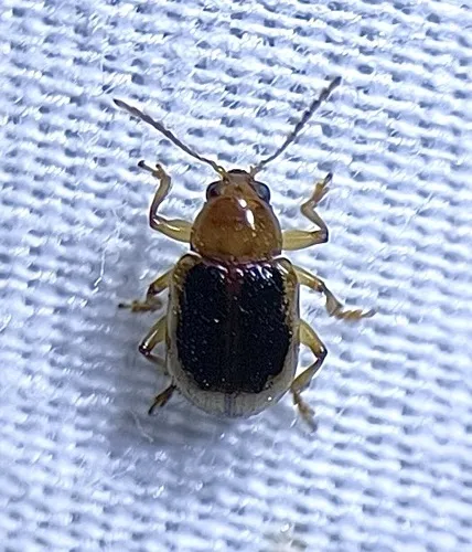 Paria sellata - photo 7