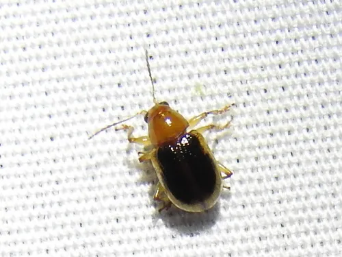Paria sellata - photo 8