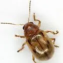 Juniper Paria