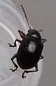 Paria thoracica - photo 2