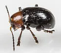 Paria thoracica - photo 3