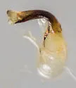 Paria thoracica - photo 4