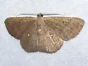Parilexia proditata - Hodges#6712 - Parilexia proditata