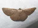 Parilexia proditata - Hodges#6712 - photo 2