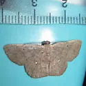 Parilexia proditata - Hodges#6712 - photo 3