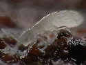 Parisotoma notabilis