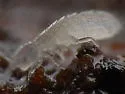 Parisotoma notabilis - photo 2