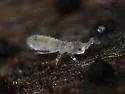 Parisotoma notabilis - photo 3