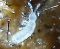 Parisotoma notabilis - photo 4