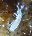 Parisotoma notabilis - photo 5