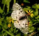 Clodius Parnassian - Hodges#4154