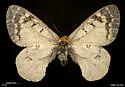 Clodius Parnassian - Hodges#4154 - photo 4