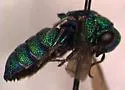 Parnopes chrysoprasinus