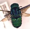Parnopes chrysoprasinus - photo 2