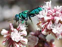 Parnopes edwardsii