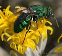 Parnopes edwardsii - photo 2