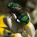 Parnopes edwardsii - photo 3