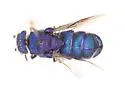 Parnopes edwardsii - photo 4