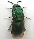 Parnopes edwardsii - photo 5