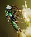 Parnopes fulvicornis