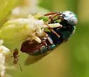 Parnopes fulvicornis - photo 2