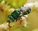 Parnopes fulvicornis - photo 3