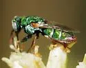 Parnopes fulvicornis - photo 4