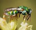Parnopes fulvicornis - photo 5