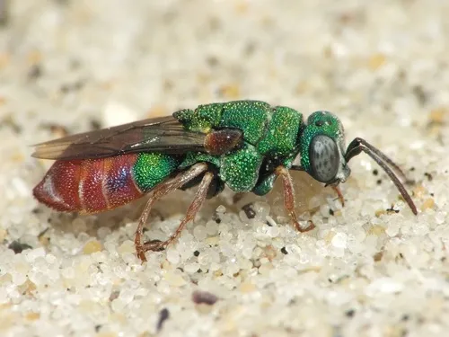 Parnopes grandior