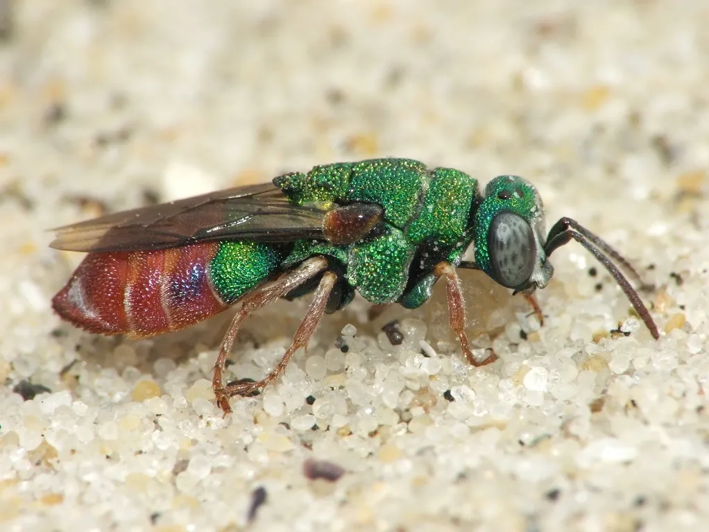 Parnopes grandior - photo 3