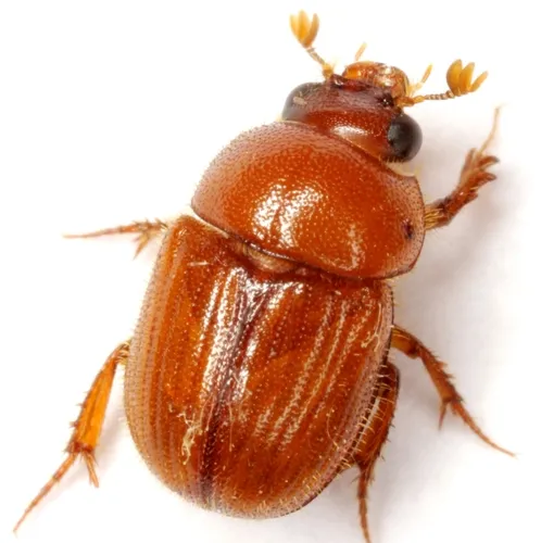 Parochodaeus biarmatus