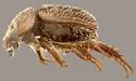 Parochodaeus californicus - photo 2
