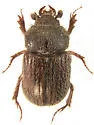 Parochodaeus californicus - photo 3