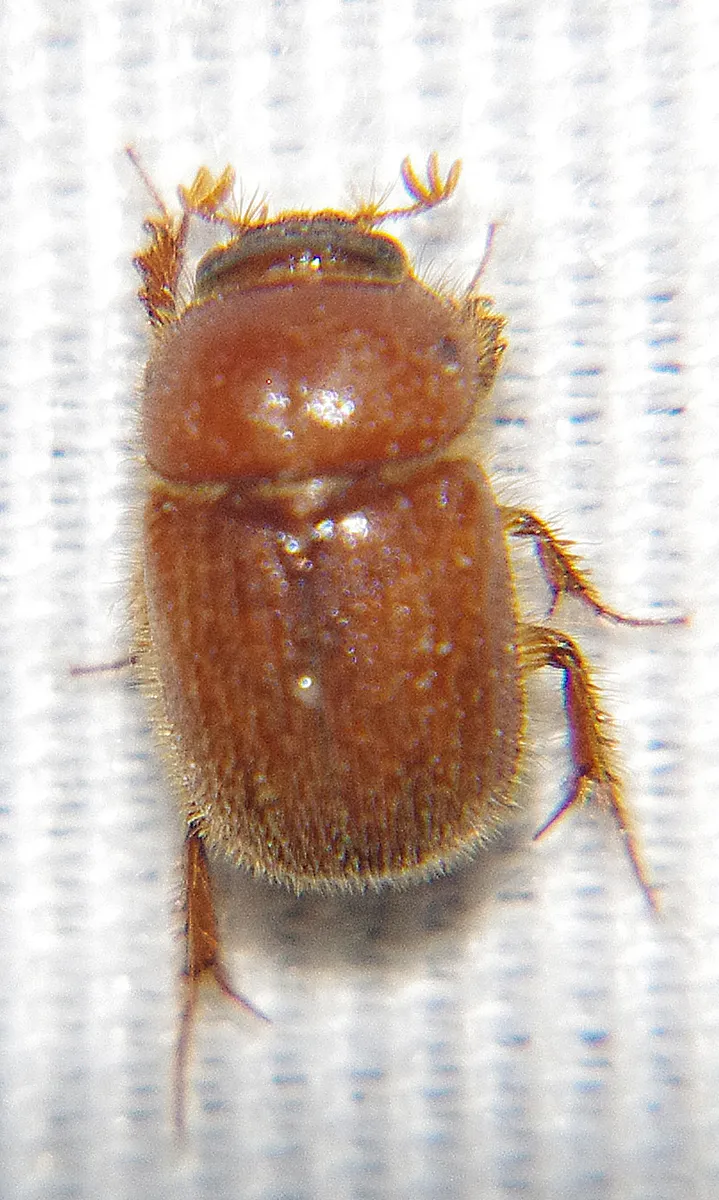 Parochodaeus duplex