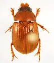 Parochodaeus inarmatus