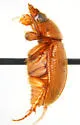 Parochodaeus inarmatus - photo 2