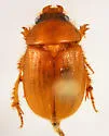 Parochodaeus inarmatus - photo 3