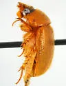 Parochodaeus inarmatus - photo 4