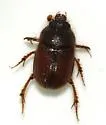 Parochodaeus inarmatus - photo 5