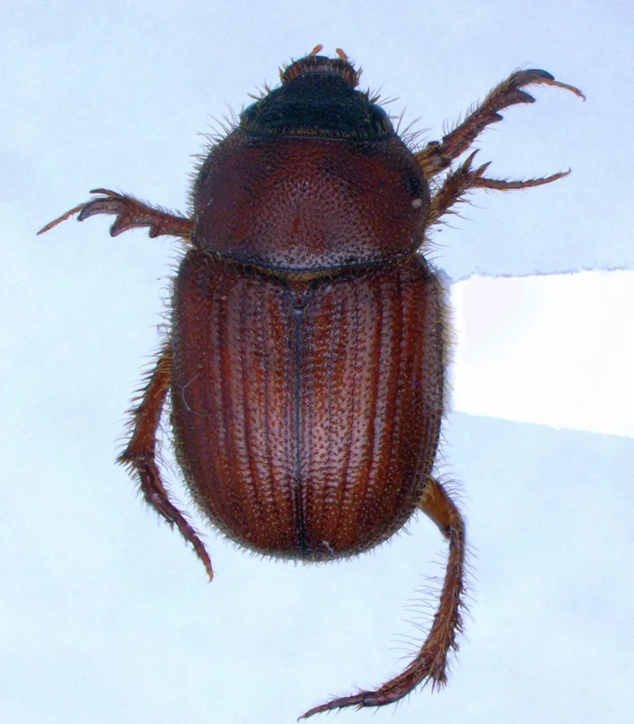 Parochodaeus pectoralis