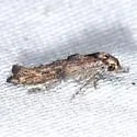 Parochromolopis floridana - Hodges#2335