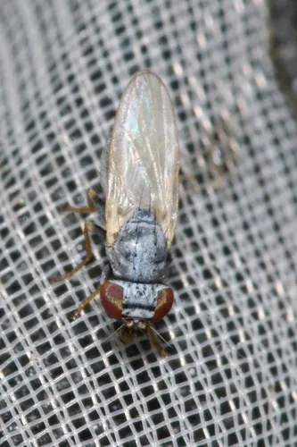 Parochthiphila coronata