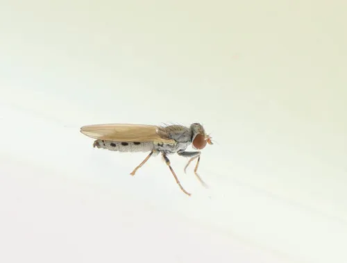Parochthiphila spectabilis - photo 2