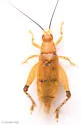 lychee bush cricket