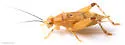 lychee bush cricket - photo 2