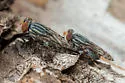 Paroedopa punctigera - photo 2