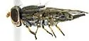 Paroedopa punctigera - photo 3