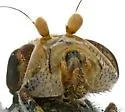 Paroedopa punctigera - photo 4