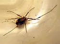 Paroligolophus agrestis