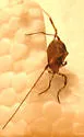 Paroligolophus agrestis - photo 2